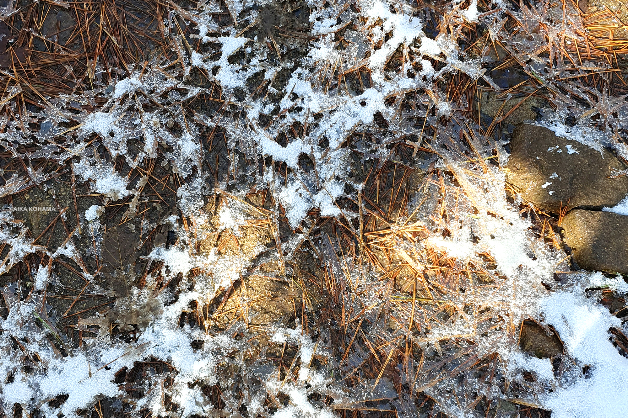 落ちた松の葉の間に張った氷